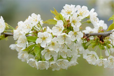 european cherry trees branches - Close-up of Cherry Blossoms in Spring, Upper Palatinate, Bavaria, Germany Foto de stock - Sin royalties Premium, Código: 600-06803947