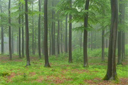 Beech forest (Fagus sylvatica) in early morning mist, Spessart, Bavaria, Germany, Europe Photographie de stock - Premium Libres de Droits, Code: 600-06841676