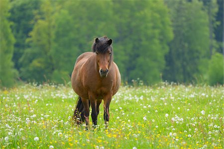 Horse on meadow, Springtime, Hesse, Germany, Europe Stock Photo - Premium Royalty-Free, Code: 600-06841686