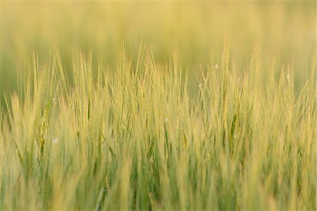 Barley Field in Morning Light, Hesse, Germany, Europe Stock Photo - Premium Royalty-Free, Code: 600-06841690