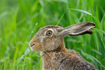 simsearch:700-02738271,k - European brown hare (Lepus europaeus) in grain field, Springtime, Hesse, Germany, Europe Foto de stock - Royalty Free Premium, Número: 600-06841693