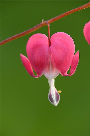 papaverales - Close-up of Old-fashioned Bleeding-heart (Lamprocapnos spectabilis) Blossom in Garden in Spring, Bavaria, Germany Stock Photo - Premium Royalty-Free, Code: 600-06894986