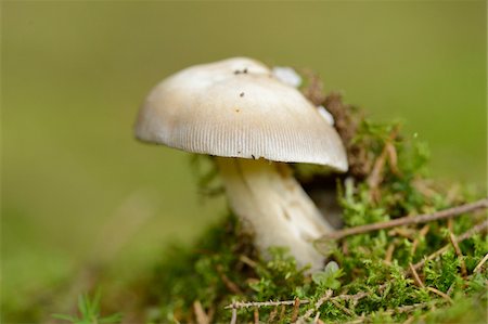 simsearch:600-06486334,k - Close-up of Fool's Mushroom (Amanita verna) in Forest in Spring, Bavaria, Germany Stock Photo - Premium Royalty-Free, Code: 600-06894987