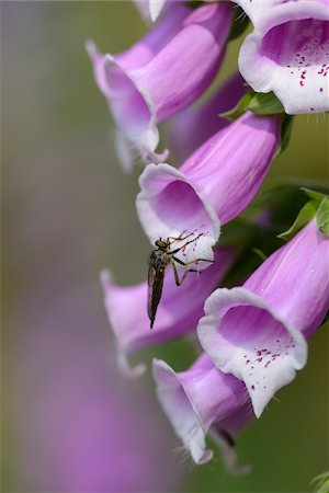 plantaginaceae - Close-up of Insect on Common Foxglove (Digitalis purpurea) Blossoms in Forest in Spring, Bavaria, Germany Stock Photo - Premium Royalty-Free, Code: 600-06895001