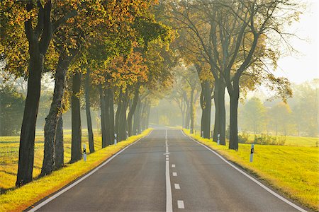 Tree-lined Avenue in Morning Mist in Autumn, Teutleben, Thuringia, Germany Stock Photo - Premium Royalty-Free, Code: 600-06899709