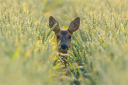 simsearch:600-06899747,k - European Roe Deer (Capreolus capreolus) Doe in Wheat Field, Hesse, Germany Stock Photo - Premium Royalty-Free, Code: 600-06899735