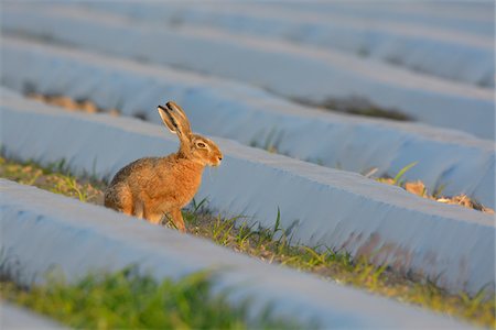 simsearch:600-08210007,k - European Brown Hare (Lepus europaeus) on Field with Plastic Foil in Summer, Hesse, Germany Stock Photo - Premium Royalty-Free, Code: 600-06899739