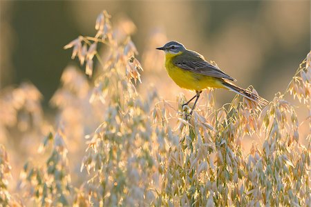 simsearch:600-06899747,k - Male Western Yellow Wagtail (Motacilla flava), Hesse, Germany Stock Photo - Premium Royalty-Free, Code: 600-06899746
