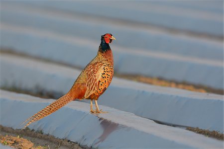 simsearch:600-06899747,k - Pheasant (Phasianus colchicus) on Field with Plastic Foil in Summer, Hesse, Germany Stock Photo - Premium Royalty-Free, Code: 600-06899740