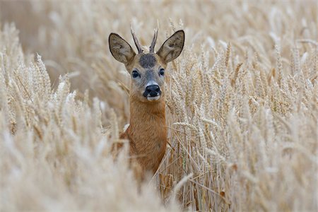 simsearch:600-06899747,k - European Roebuck (Capreolus capreolus) in Wheat Field in Summer, Hesse, Germany Stock Photo - Premium Royalty-Free, Code: 600-06899741