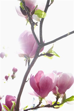 flower on tree light pink - Close-up of flowering magnolia tree, Germany Stock Photo - Premium Royalty-Free, Code: 600-06899760