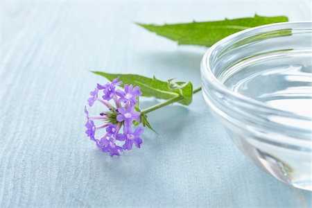 Still life of Bach flowers (Vervain) and bowl of water, Germany Stock Photo - Premium Royalty-Free, Code: 600-06899785