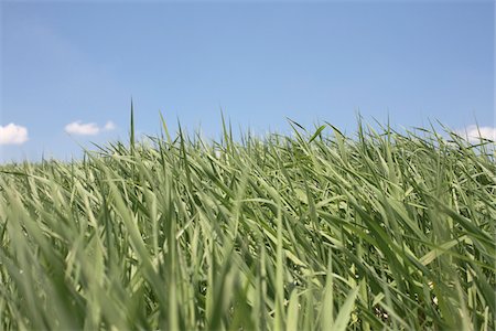 Close-up of Field of Grass, Innisfil, Ontario, Canada Stock Photo - Premium Royalty-Free, Code: 600-06892650