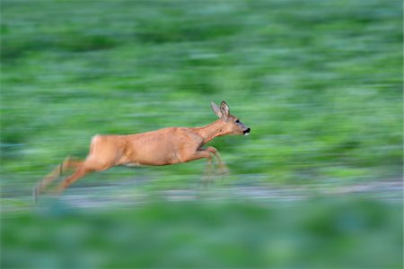 panning - Running European Roe Deer (Capreolus capreolus) Doe on Meadow, Hesse, Germany Stock Photo - Premium Royalty-Free, Code: 600-06939715