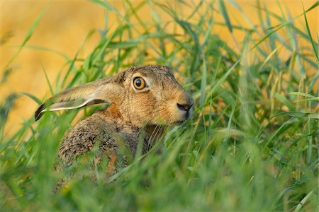 simsearch:600-08210007,k - European Brown Hare (Lepus europaeus) in Field in Summer, Hesse, Germany Stock Photo - Premium Royalty-Free, Code: 600-06939711