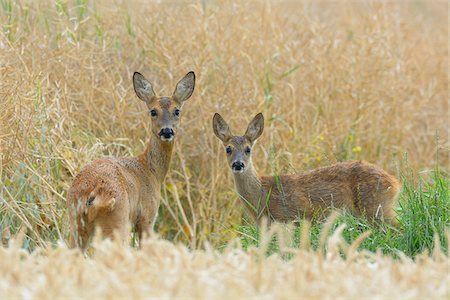 deer and fawn - European Roe Deer (Capreolus capreolus) Doe with Fawn in Field, Hesse, Germany Stock Photo - Premium Royalty-Free, Code: 600-06939713