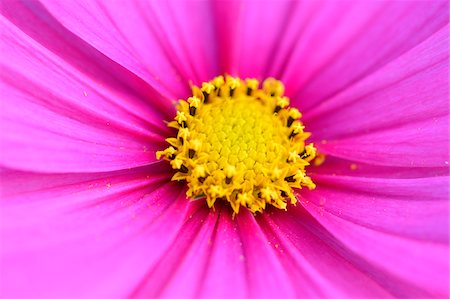 flower macro - Close-up of Blossom of Garden Cosmos (Cosmos bipinnatus) in Garden, Bavaria, Germany Foto de stock - Sin royalties Premium, Código: 600-07067507