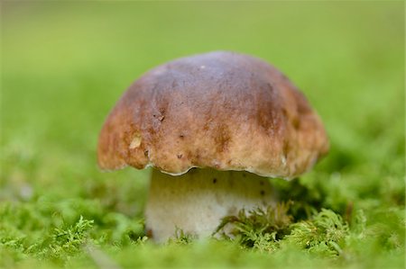 simsearch:600-06486334,k - Close-up of Penny Bun (Boletus edulis) in Forest, Bavaria, Germany Stock Photo - Premium Royalty-Free, Code: 600-07067508