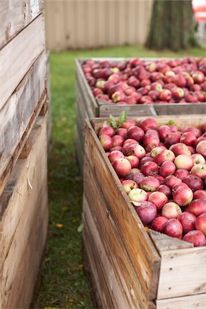 Crates of Apples at Farm, Milton, Ontario, Canada Stock Photo - Premium Royalty-Free, Code: 600-07110427