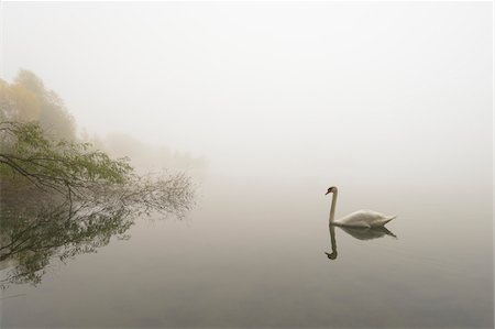 Mute Swan (Cygnus olor) on Lake in Early Morning Fog, Hesse, Germany, Europe Photographie de stock - Premium Libres de Droits, Code: 600-07110708