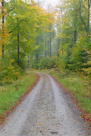 simsearch:600-06397426,k - Road through beech forest (Fagus sylvatica) in autumn, Spessart, Bavaria, Germany, Europe Foto de stock - Sin royalties Premium, Código: 600-07148122