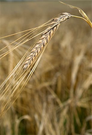 simsearch:6109-07498113,k - Close-up of ear of barley in field, Germany Stock Photo - Premium Royalty-Free, Code: 600-07148306