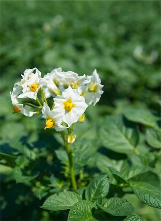 potato field - Close-up of flowering potato plant in field, Germany Stock Photo - Premium Royalty-Free, Code: 600-07148308