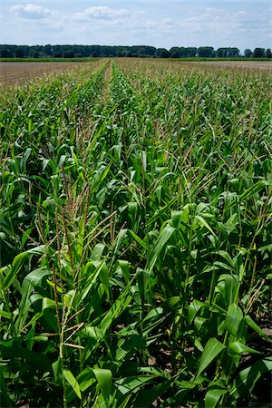 stalk - Overview of corn field, Germany Stock Photo - Premium Royalty-Free, Code: 600-07148313