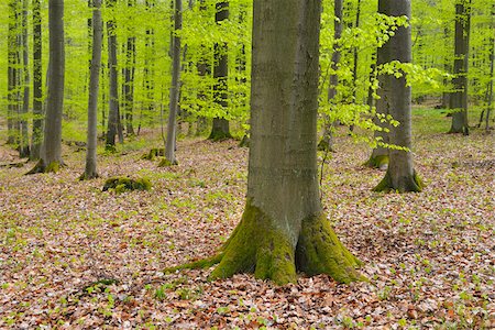 Beech Tree in Forest in Spring, Knullwald, Homberg Efze, Knullgebirge, Hesse, Germany Stock Photo - Premium Royalty-Free, Code: 600-07156290