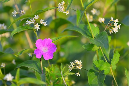 Boody Cranesbill, Geranium sanguineum, Werbach, Baden-Wurttemberg, Germany Stock Photo - Premium Royalty-Free, Code: 600-07156445