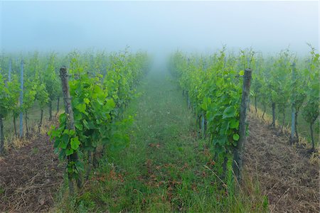 Vineyard at Dawn, Centgrafenberg, Buergstadt, Franconia, Bavaria, Germany Stock Photo - Premium Royalty-Free, Code: 600-07156450