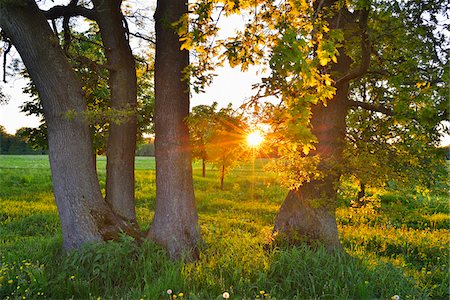 field - Meadow, Trees and Sun in Spring, Michelstadt, Odenwald, Hesse, Germany Foto de stock - Sin royalties Premium, Código: 600-07156452