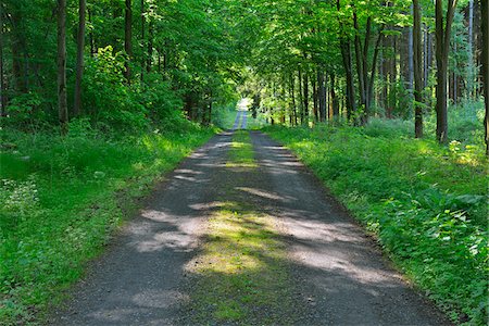 simsearch:600-03906962,k - Forest Path in Spring, Kefenrod, Hesse, Germany Stock Photo - Premium Royalty-Free, Code: 600-07156461