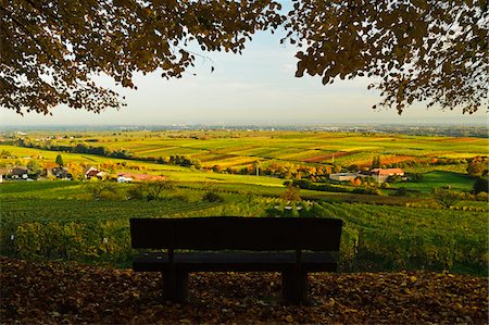 simsearch:600-07199389,k - Vineyard Landscape, near Burrweiler, German Wine Route, Rhineland-Palatinate, Germany Stock Photo - Premium Royalty-Free, Code: 600-07199335