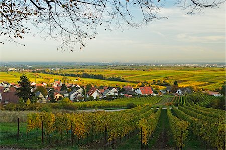 Vineyard Landscape, near Burrweiler, German Wine Route, Rhineland-Palatinate, Germany Stock Photo - Premium Royalty-Free, Code: 600-07199336
