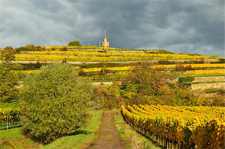 simsearch:600-07199389,k - Vineyard Landscape and Flaggenturm, near Bad Duerkheim, German Wine Route, Rhineland-Palatinate, Germany Stock Photo - Premium Royalty-Free, Code: 600-07199344