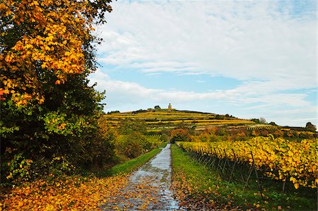 simsearch:600-07199389,k - Vineyard Landscape, near Bad Duerkheim, German Wine Route, Rhineland-Palatinate, Germany Stock Photo - Premium Royalty-Free, Code: 600-07199342