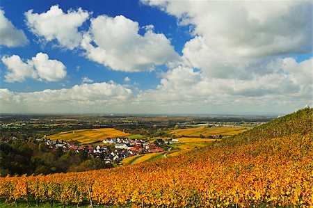simsearch:841-07590142,k - Vineyard Landscape and Varnhalt Village, Ortenau, Baden Wine Route, Baden-Wurttemberg, Germany Stock Photo - Premium Royalty-Free, Code: 600-07199356