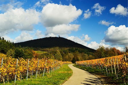 simsearch:600-07199389,k - Vineyard Landscape, Ortenau, Baden Wine Route, Baden-Wurttemberg, Germany Stock Photo - Premium Royalty-Free, Code: 600-07199357