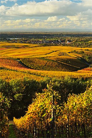 simsearch:600-07199389,k - Vineyard Landscape, Ortenau, Baden Wine Route, Baden-Wurttemberg, Germany Stock Photo - Premium Royalty-Free, Code: 600-07199371