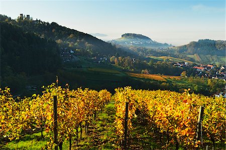 simsearch:600-07199389,k - Vineyard Landscape, Castle Alt-Windeck and Riegel Village, Ortenau, Baden Wine Route, Baden-Wurttemberg, Germany Stock Photo - Premium Royalty-Free, Code: 600-07199387
