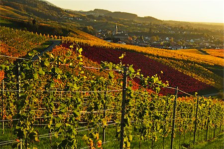simsearch:600-07199389,k - Vineyard Landscape and Buhlertal Village, Ortenau, Baden Wine Route, Baden-Wurttemberg, Germany Stock Photo - Premium Royalty-Free, Code: 600-07199380