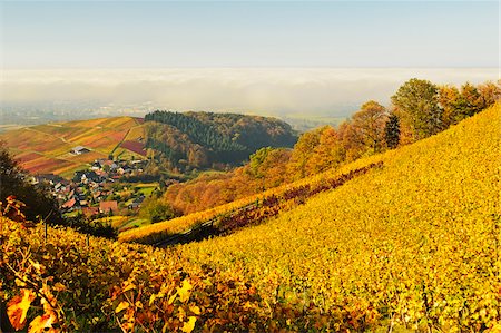 simsearch:600-07199389,k - Vineyard Landscape and Waldmatt Village, Ortenau, Baden Wine Route, Baden-Wurttemberg, Germany Stock Photo - Premium Royalty-Free, Code: 600-07199390