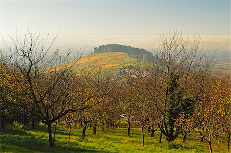 simsearch:600-07199389,k - Vineyard Landscape, Ortenau, Baden Wine Route, Baden-Wurttemberg, Germany Stock Photo - Premium Royalty-Free, Code: 600-07199391