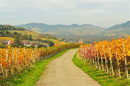 Vineyard Landscape with Black Forest in the distance, Ortenau, Baden Wine Route, Baden-Wurttemberg, Germany Stock Photo - Premium Royalty-Free, Code: 600-07199404