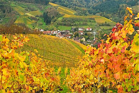 simsearch:600-07199389,k - Vineyard Landscape and Ringelbach Village, Ortenau, Baden Wine Route, Baden-Wurttemberg, Germany Stock Photo - Premium Royalty-Free, Code: 600-07199408