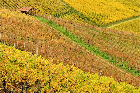 simsearch:600-07199389,k - Vineyard Landscape, Ortenau, Baden Wine Route, Baden-Wurttemberg, Germany Stock Photo - Premium Royalty-Free, Code: 600-07199409