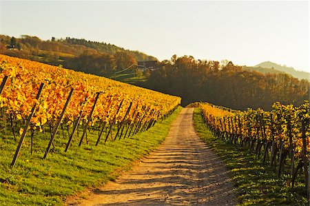 simsearch:600-07199389,k - Vineyard Landscape, Ortenau, Baden Wine Route, Baden-Wurttemberg, Germany Stock Photo - Premium Royalty-Free, Code: 600-07199400