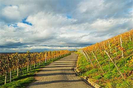 simsearch:600-07199389,k - Vineyard Landscape, Ortenau, Baden Wine Route, Baden-Wurttemberg, Germany Stock Photo - Premium Royalty-Free, Code: 600-07199415