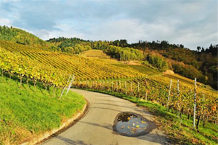 Vineyard Landscape, Ortenau, Baden Wine Route, Baden-Wurttemberg, Germany Stock Photo - Premium Royalty-Free, Code: 600-07199416